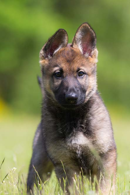 Ditt eget försäkringsbolag! Det här är försäkringsvillkoret för din försäkring Sveland Hund Special.