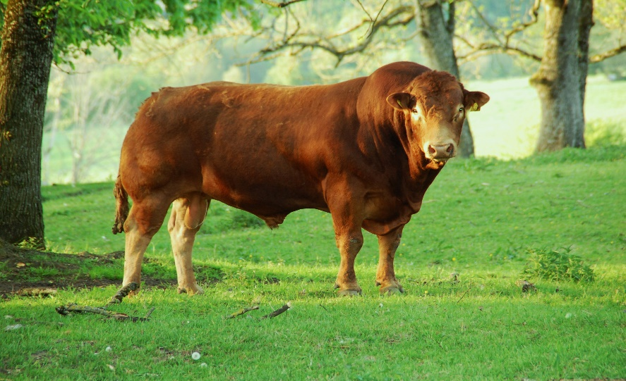 Utrop nr 4 Fritt val Alslöfs Limousins, tjur- och kvigkalvar födda 2017 Undantag, kvigkalvar som är efter franska semintjurar www.alslofslimousin.