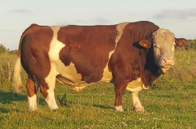 AVELSBESÄTTNING TILL SALU HJÄRÅS SIMMENTAL Vi avvecklar vår KRAV - godkända besättning och följande djur är till försäljning; 32 st.