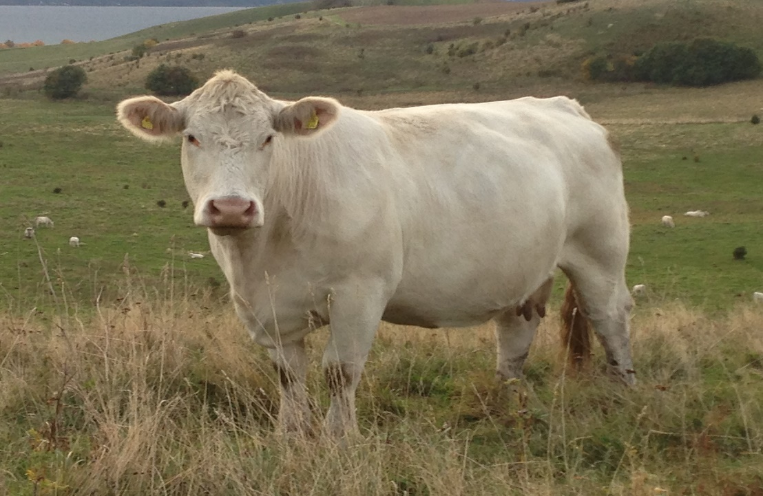 Utrop nr 15 Fritt val av Strömsnäs Charolais dräktiga kor hösten 2017 Säljare : Anders Ingemarsson Tel : 0705 250 464 Utropspris : 22 000 kr I år är det 30 år sedan som vi på allvar startade