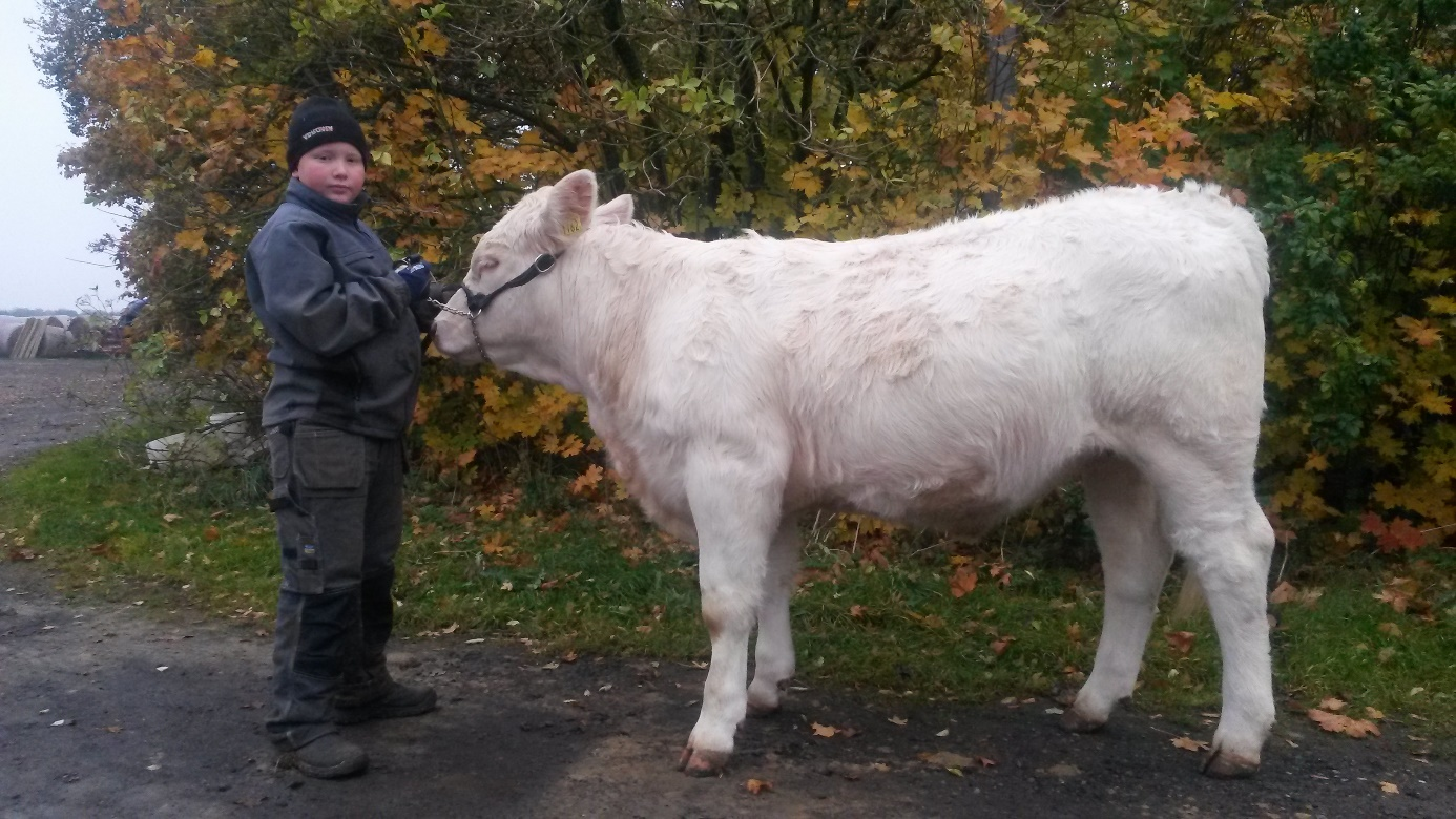 Utrop nr 16 Fritt val av Sonarps Charlais kvigkalvar födda 2017 Säljare : Sven-Olof Hägg Tel : 0705 410 058 Utropspris : 17 000 kr Undantaget Embryokalvar Det är i år 46 år sedan den första vita