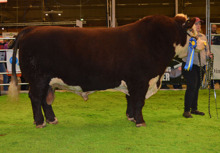 Utrop nr 2 Fritt val av Svanaholm Herefords dräktiga kor hösten 2017 Säljare : Nils-Åke Johansson Tel : 0706 430 248 Utropspris : 22 000 kr På Svanaholm har vi haft Herefordkor sedan 1972.