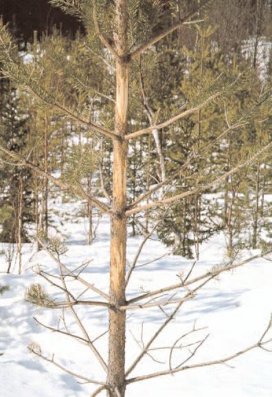 Gammal skada (Stamskada orsakad av älg tidigare än under den senaste vegetationsperioden som inte är "färsk älgskada").