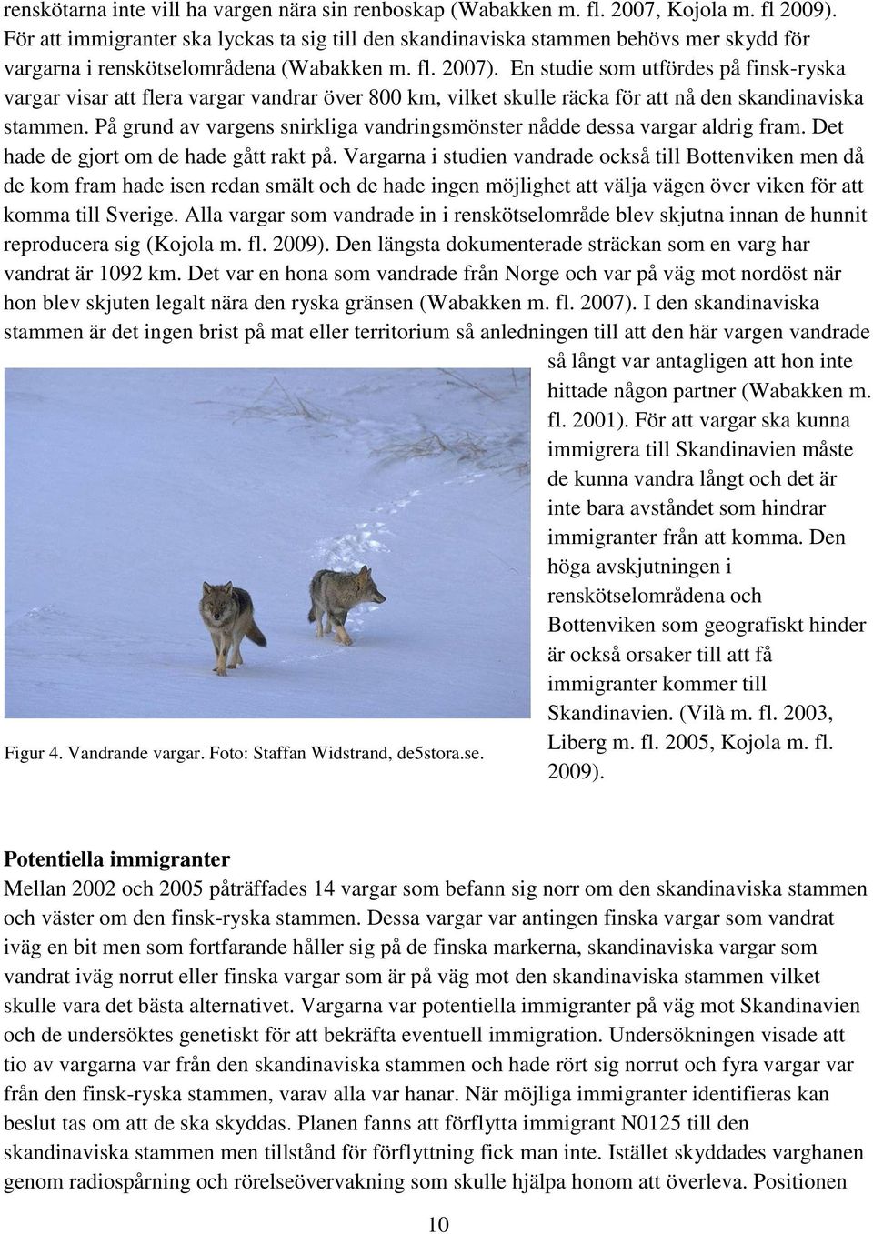 En studie som utfördes på finsk-ryska vargar visar att flera vargar vandrar över 800 km, vilket skulle räcka för att nå den skandinaviska stammen.