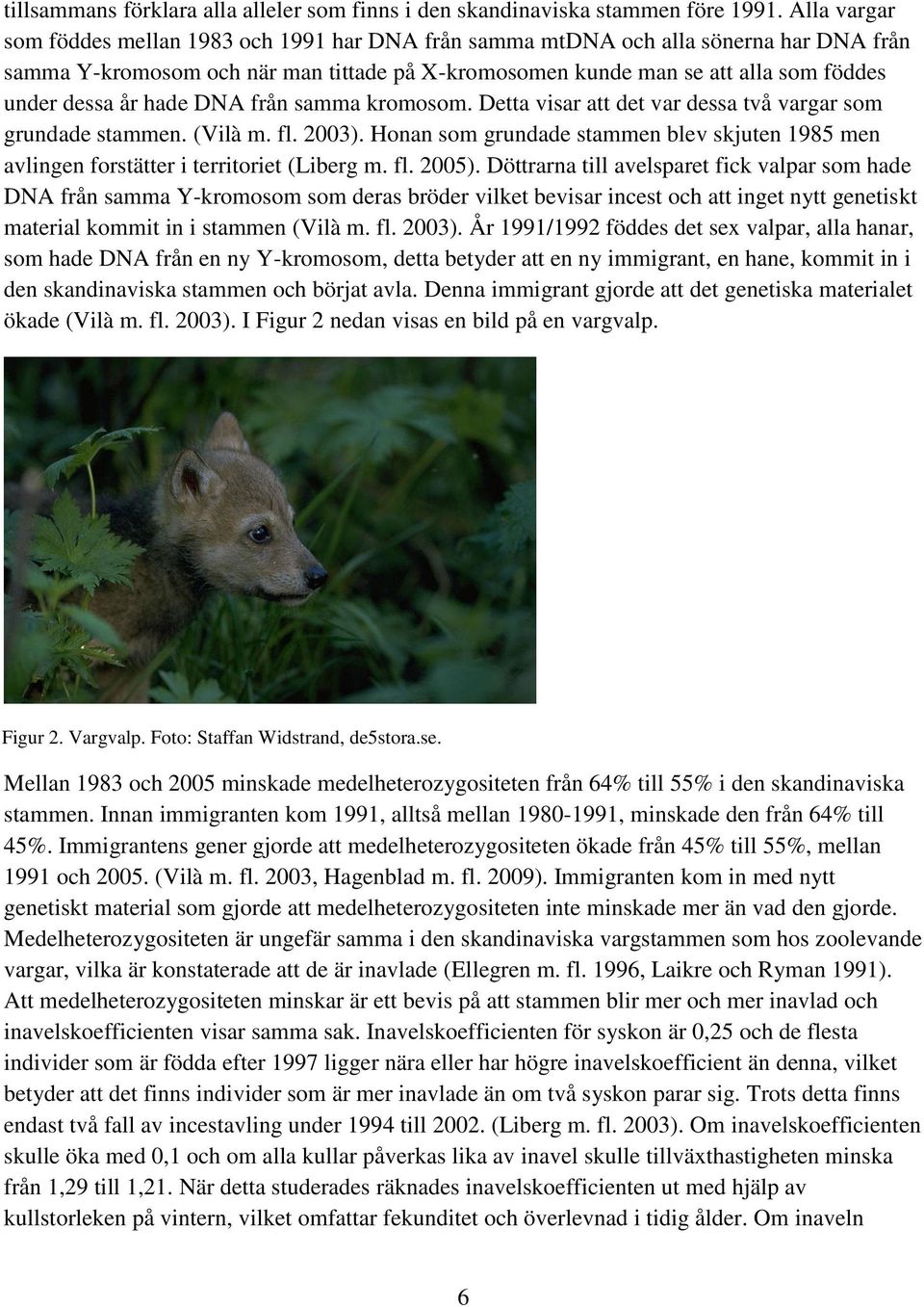 hade DNA från samma kromosom. Detta visar att det var dessa två vargar som grundade stammen. (Vilà m. fl. 2003).