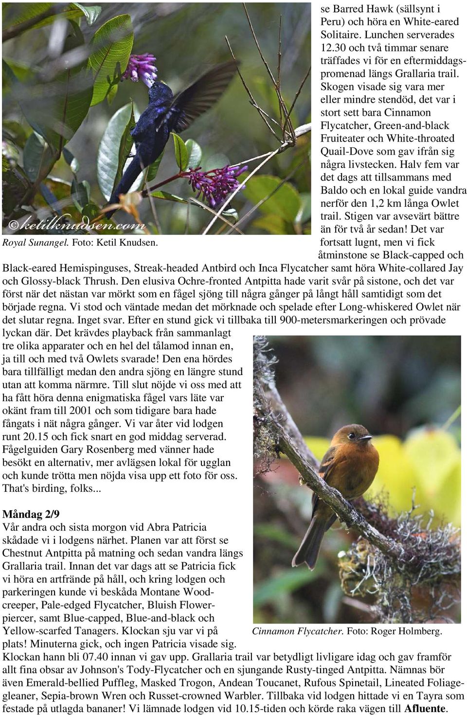 Skogen visade sig vara mer eller mindre stendöd, det var i stort sett bara Cinnamon Flycatcher, Green-and-black Fruiteater och White-throated Quail-Dove som gav ifrån sig några livstecken.