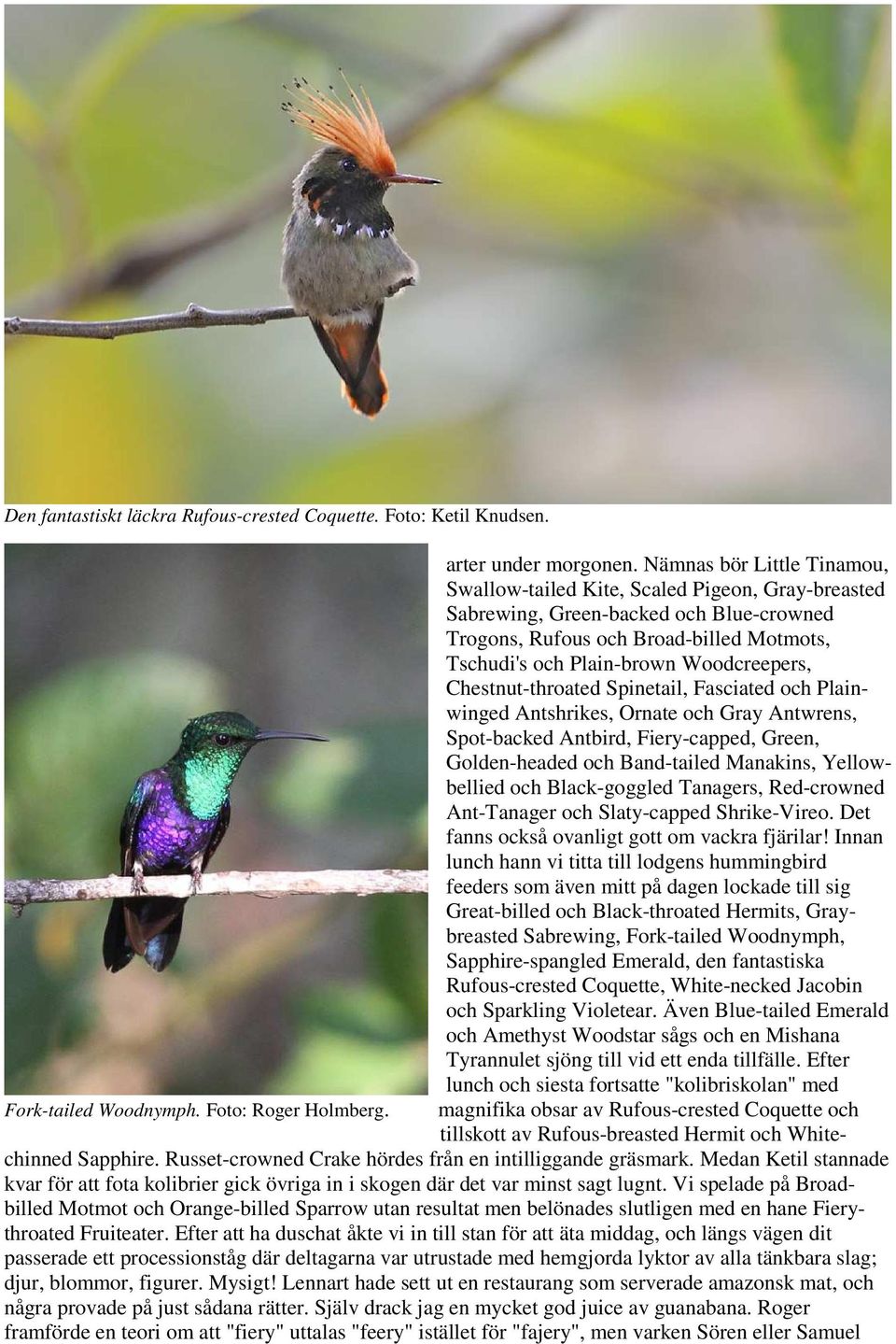 Chestnut-throated Spinetail, Fasciated och Plainwinged Antshrikes, Ornate och Gray Antwrens, Spot-backed Antbird, Fiery-capped, Green, Golden-headed och Band-tailed Manakins, Yellowbellied och