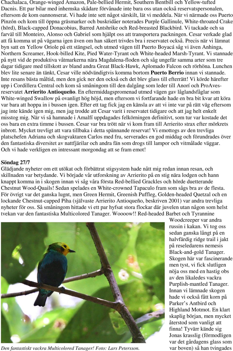 När vi närmade oss Puerto Pinzón och kom till öppna gräsmarker och buskridåer noterades Purple Gallinule, White-throated Crake (hörd), Black-capped Donacobius, Barred Antshrike och Red-breasted