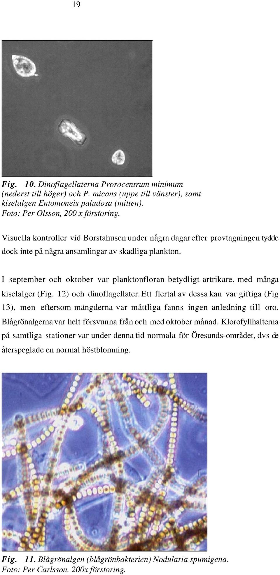 I september och oktober var planktonfloran betydligt artrikare, med många kiselalger (Fig. 12) och dinoflagellater.