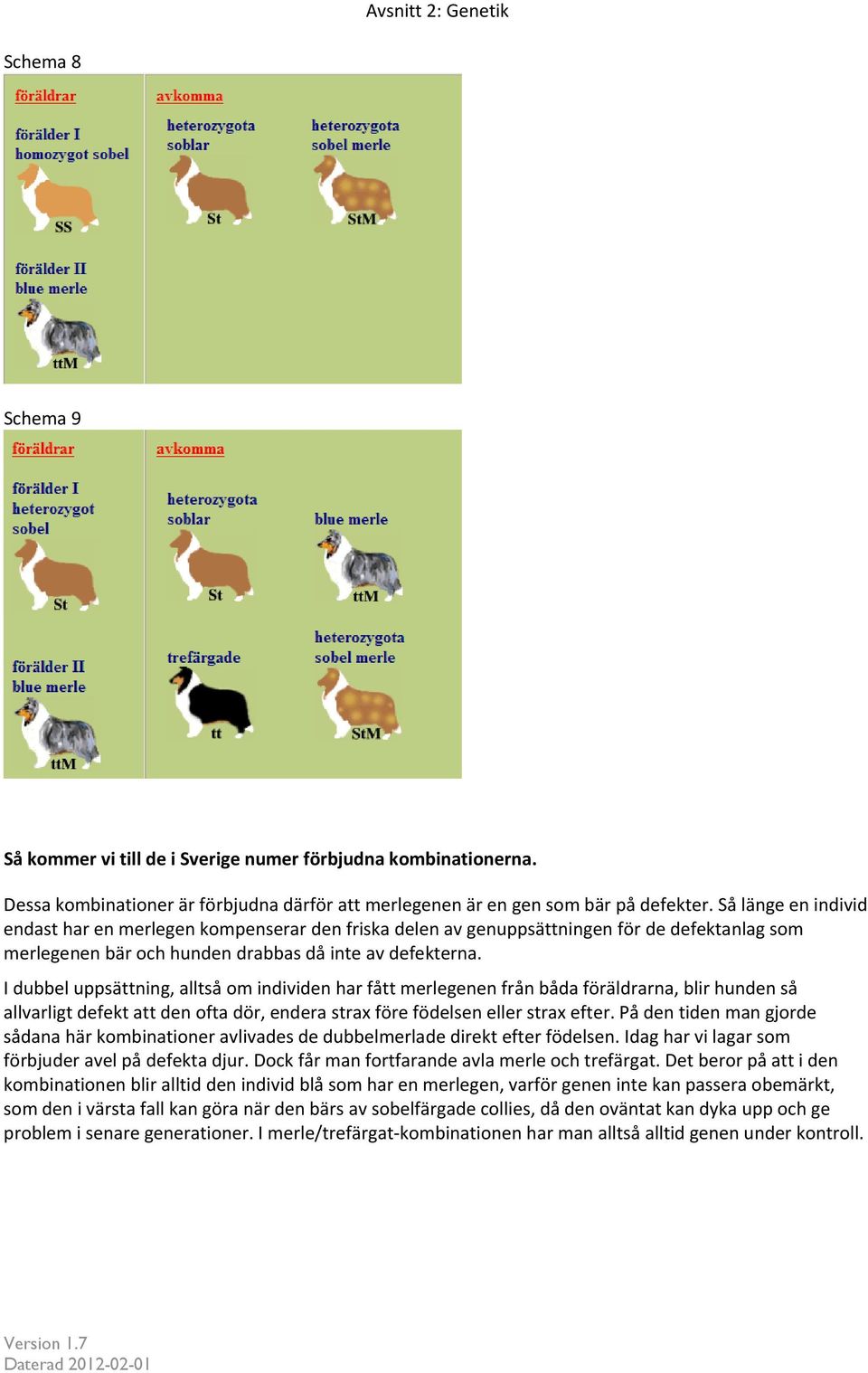 I dubbel uppsättning, alltså om individen har fått merlegenen från båda föräldrarna, blir hunden så allvarligt defekt att den ofta dör, endera strax före födelsen eller strax efter.