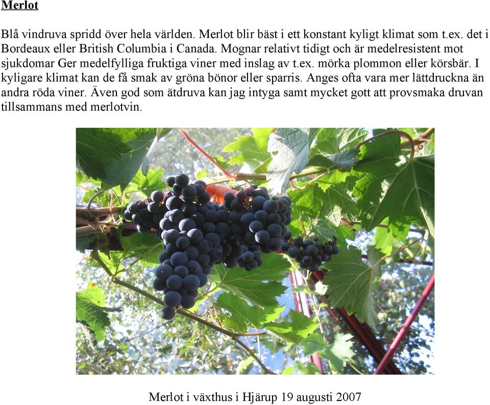 Mognar relativt tidigt och är medelresistent mot sjukdomar Ger medelfylliga fruktiga viner med inslag av t.ex.