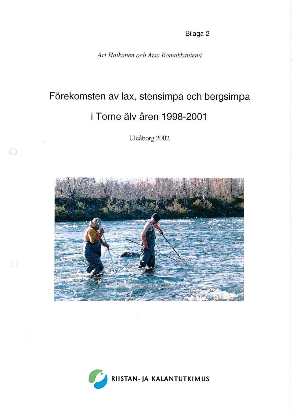 stensimpa och bergsimpa i Torne älv