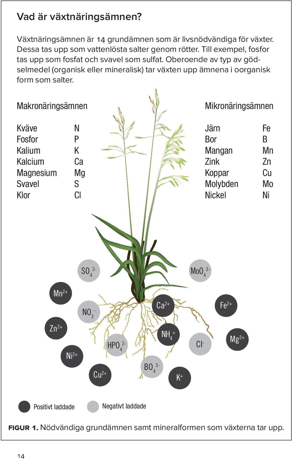 Makronäringsämnen Mikronäringsämnen Kväve Fosfor Kalium Kalcium Magnesium Svavel Klor N P K Ca Mg S Cl Järn Bor Mangan Zink Koppar Molybden Nickel Fe B Mn Zn Cu Mo Ni SO 4