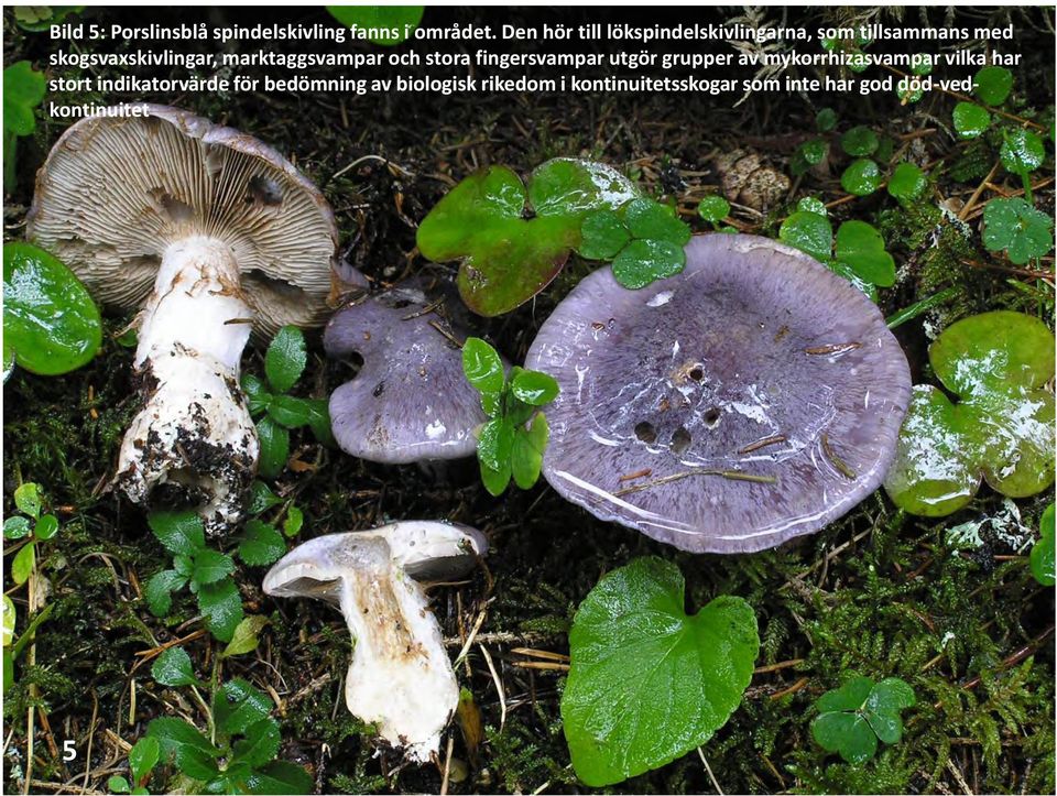 marktaggsvampar och stora fingersvampar utgör grupper av mykorrhizasvampar vilka