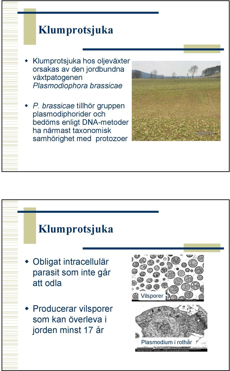 brassicae tillhör gruppen plasmodiphorider och bedöms enligt DNA-metoder ha närmast taxonomisk