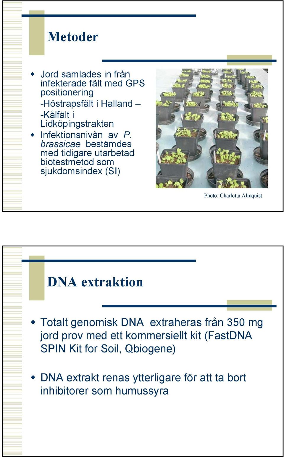 brassicae bestämdes med tidigare utarbetad biotestmetod som sjukdomsindex (SI) Photo: Charlotta Almquist DNA