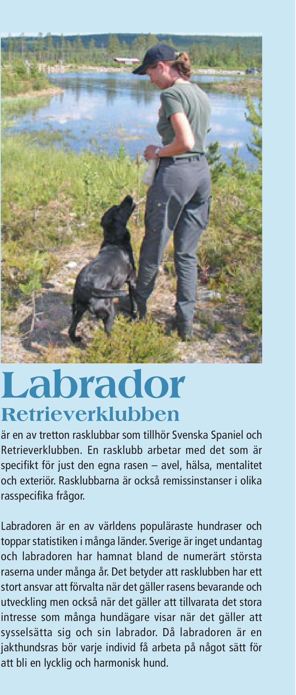 Labradoren är en av världens populäraste hundraser och toppar statistiken i många länder. Sverige är inget undantag och labradoren har hamnat bland de numerärt största raserna under många år.