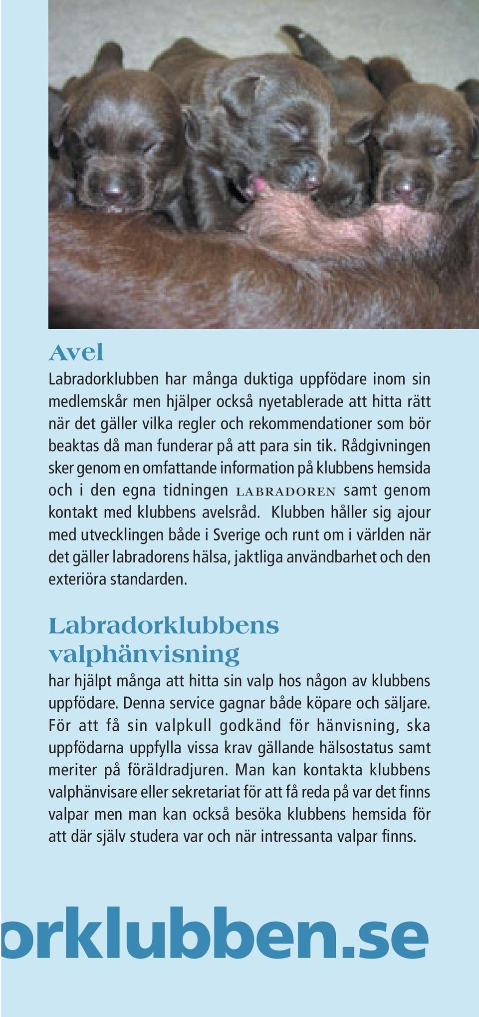 Klubben håller sig ajour med utvecklingen både i Sverige och runt om i världen när det gäller labradorens hälsa, jaktliga användbarhet och den exteriöra standarden.