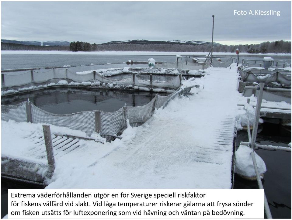 Vid låga temperaturer riskerar gälarna att frysa sönder