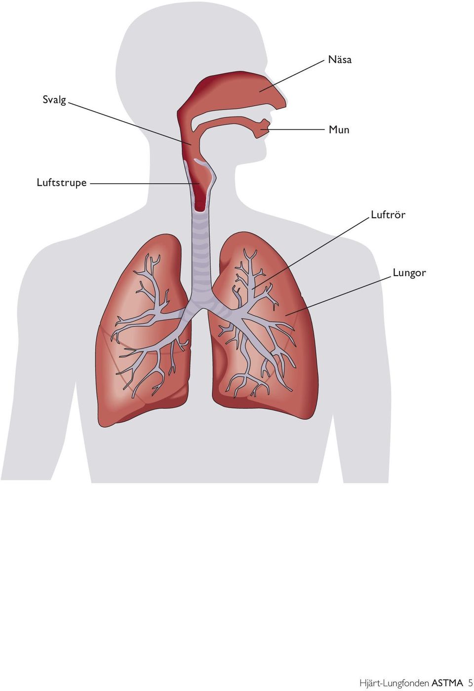 Luftrör Lungor