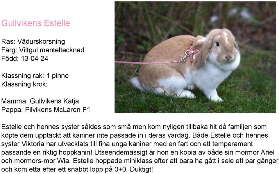 Både Estelle och hennes syster Viktoria har utvecklats till fina unga kaniner med en fart och ett temperament passande en riktig hoppkanin!