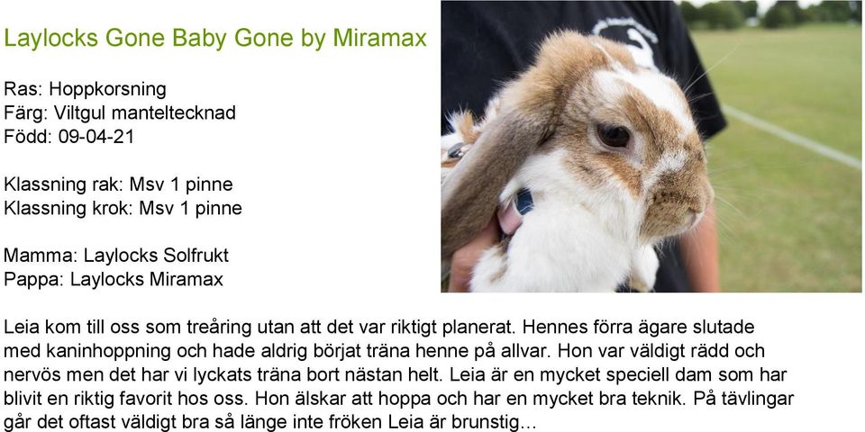 Hennes förra ägare slutade med kaninhoppning och hade aldrig börjat träna henne på allvar.