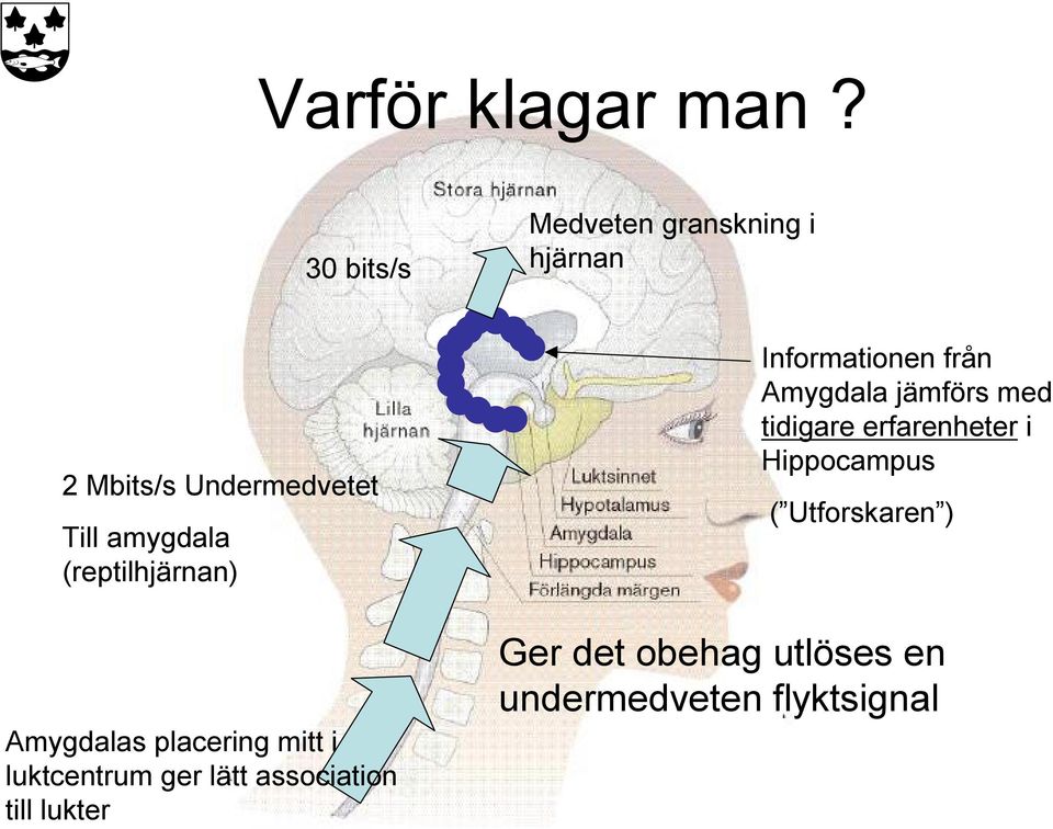 (reptilhjärnan) Amygdalas placering mitt i luktcentrum ger lätt association till