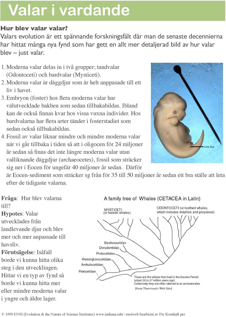 Moderna valar delas in i två grupper; tandvalar (Odontoceti) och bardvalar (Mysticeti). 2.Moderna valar är däggdjur som är helt anppasade till ett liv i havet. 3.