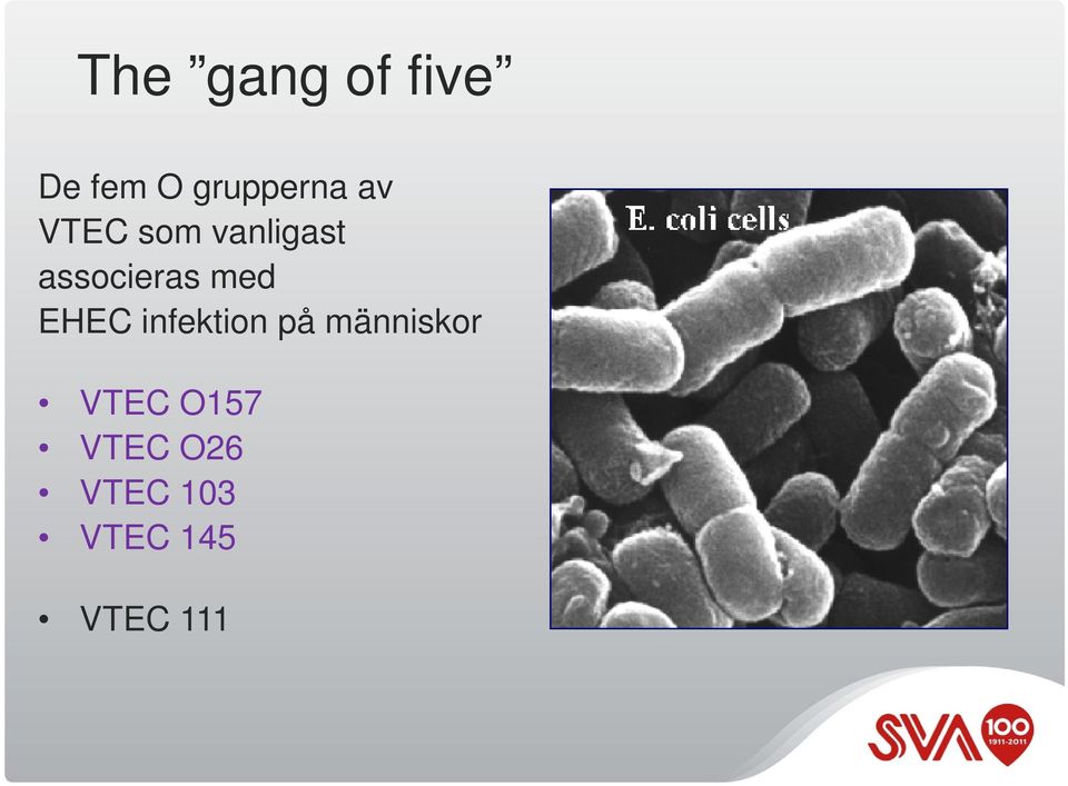 EHEC infektion på människor VTEC