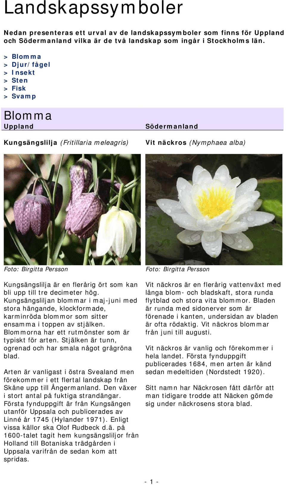 till tre decimeter hög. Kungsängsliljan blommar i maj-juni med stora hängande, klockformade, karminröda blommor som sitter ensamma i toppen av stjälken.