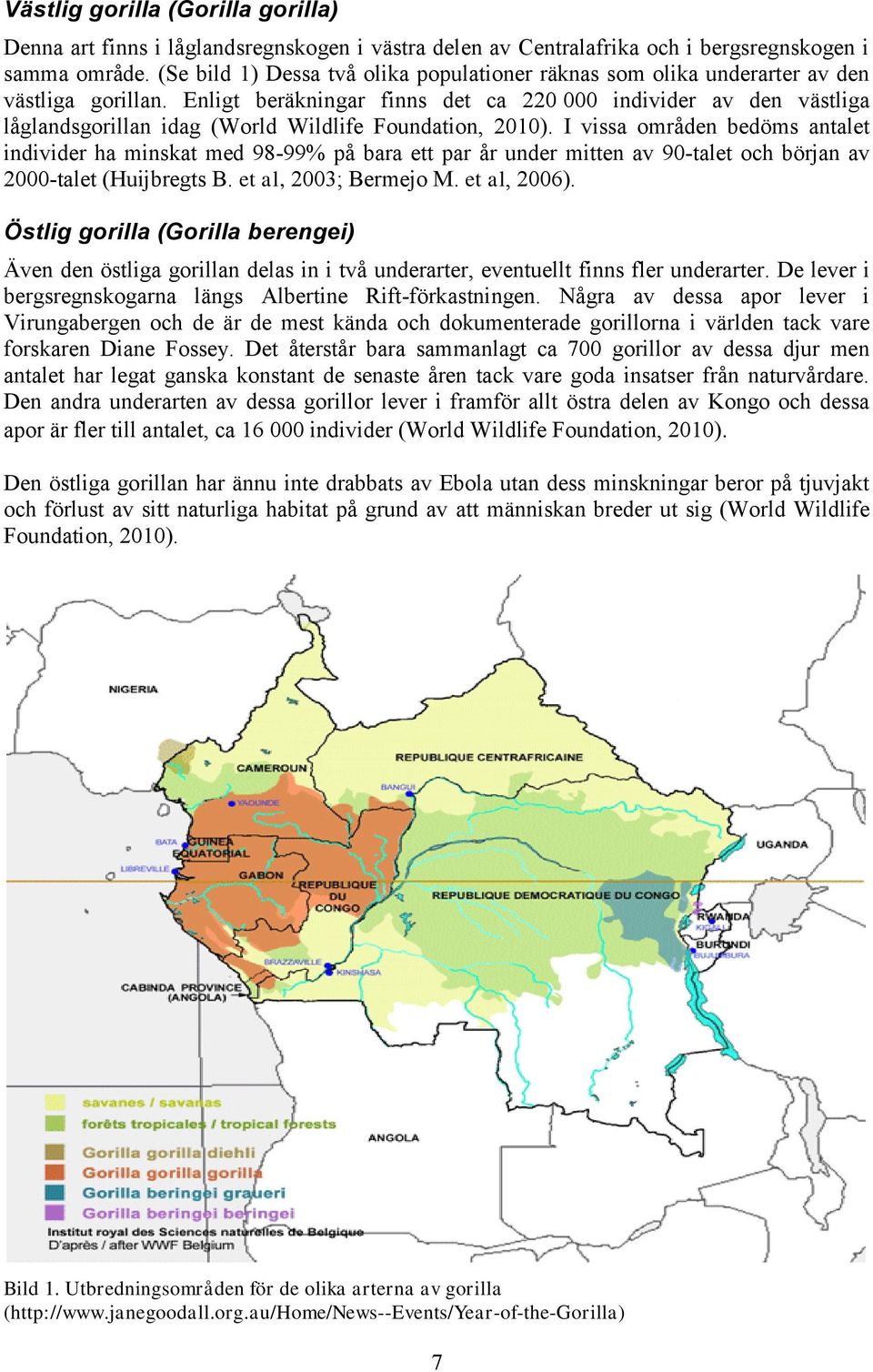 Enligt beräkningar finns det ca 220 000 individer av den västliga låglandsgorillan idag (World Wildlife Foundation, 2010).