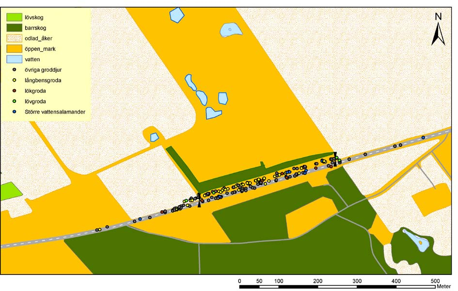 Figur 15. Antalet groddjur (inte lökgroda) som observerats vid olika tidpunkter vid staket och på väg 1147 i Häljarp.