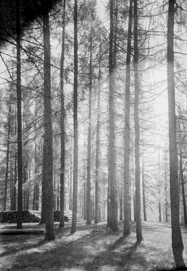 Kandidatarbete 2010 Fakulteten för Skogsvetenskap Potentiella arealer för ökad virkesproduktion i norra Sverige genom skogsodling med Pinus contorta var.