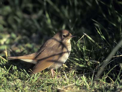 ca. 17 par gulärlor i Sverige beräknas endast ca. 1 tillhöra den 1 8 sydliga rasen (Svensson m.fl. 1999). Som dagsträckare och de öppna 6 markernas fågel är gulärlan svårfångad.