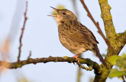 6 5 4 3 Vid Falsterbo ses stenskvättor på höstflyttning från början av augusti till slutet av september, vilket i och för sig antyder att en del nordliga fåglar ingår. Mediandatum infaller 25 augusti.