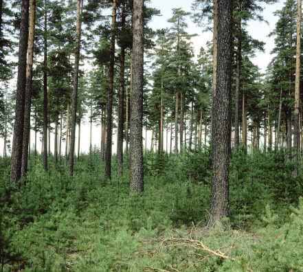 Stubbskörd och skogsproduktion Stubbskördens effekter på skogsproduktion Det finns flera orsaker till att stubbskörd på hyggen skulle kunna påverka skogsproduktionen i nästa generation.