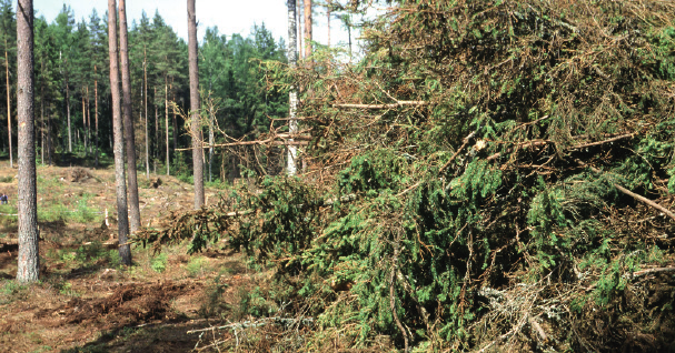 Stubbskörd och klimatet Stubbskörd ett sätt att få ut mer biobränsle från skogen Stubbskörd som en del i klimatarbetet Klimatfrågan är en viktig fråga både globalt, inom EU och för Sverige.