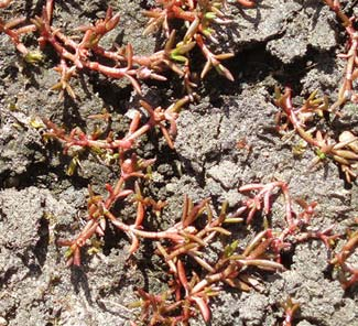 Fyrling Tillaea aquatica (Crassula aquatica) Fyrling är rödlistad och placerad i kategorin missgynnad (NT). Det är en mycket liten ettårig, krypande fetbladsväxt som växer på stränder i den s.k. ävjebroddsvegetationen.