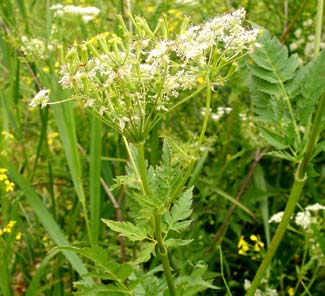 Rotkörvel Chaerophyllum bulbosum Denna art är inte längre rödlistad eftersom den, likt guldkörvel, blårapunkel och vitrapunkel, hittats förvildad i Sverige förts efter år 1800.