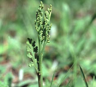 Rutlåsbräken Botrychium matricariifolium Rutlåsbräken är rödlistad och placerad i kategorin sårbar (VU) samt fridlyst i hela landet.