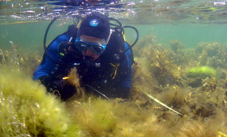 METODIK Inventeringen följer den nationella metoden för miljöövervakning av undervattensvegetation på grunda bottnar längs ostkusten (Naturvårdsverket 2004 och Kautsky 1999).