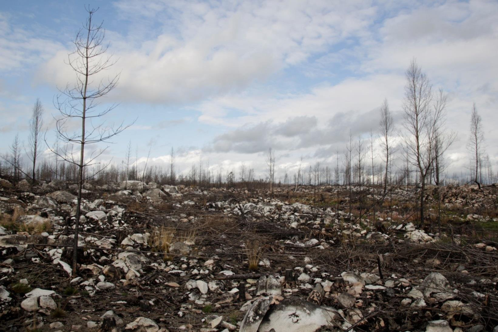 Framtida perioder med hög risk för skogsbrand