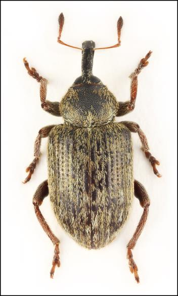 Callidium coriaceum, Bronshjon, Signalart, NT 2005 Larvgnag på död gran i östra delar av skogsområde.