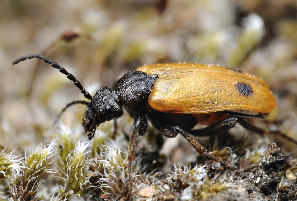 Apalus bimaculatus, Bibagge, NT Observerades som vanligt förekommande (ca 20 exemplar) på solexponerade sandytor i grustaget i april 2013.