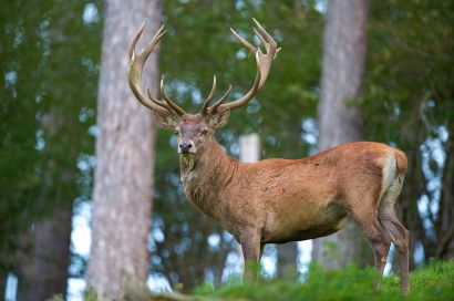 Viltart - Kronhjort i Ungern (fas VILTART Kronhjort Kronhjort ii Ungern Ungern (fast (fast pris) pris) Kronhjort/Kronvilt (Europa) Latinska namn: Cervus elaphus Underarter: För Europa har vi tagit