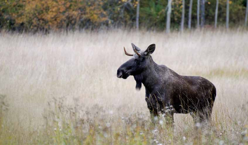 Djur & natur disciplin, rörelse och miljö Djur, natur och den grönskande trädgården. Anlägg en köksträdgård eller en prunkande perennrabatt.