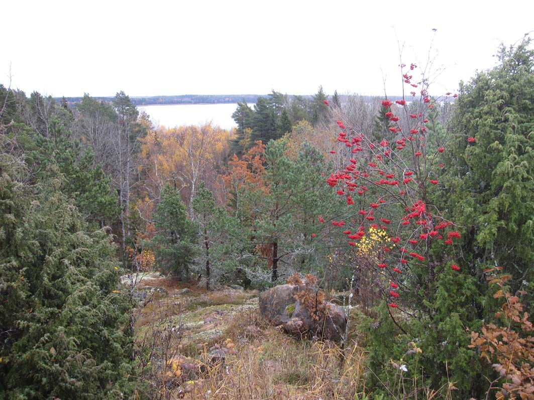 FÖRUTSÄTTNINGAR NATUR Fastigheten består till större delen av ett sammanhängande skogsområde. Stora delar har nyligen avverkats. I den norra delen breder öppen ängsmark ut sig runt flygfältet.