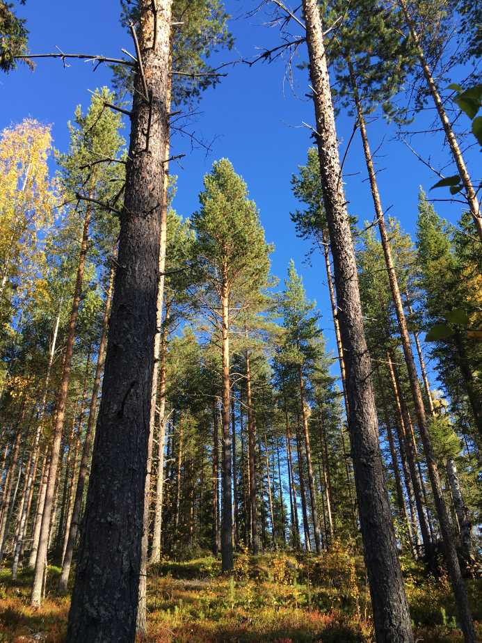 Skog i Brännäs