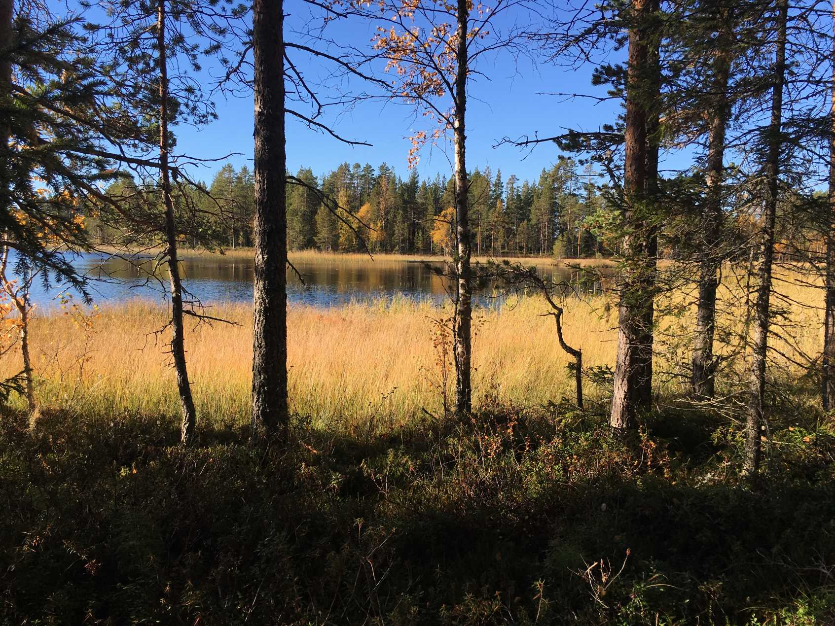 Mindre skogsfastighet i Brännäs Vindeln. Areal 34,8 ha varav 19,4 ha skogsmark. Virkesförrådet på fastigheten har uppskattats till 2.90 m³sk.