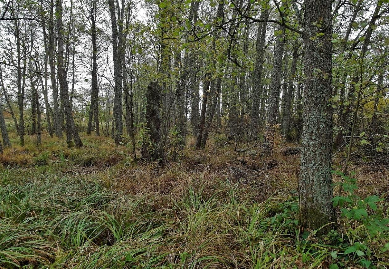 Bilaga 3 Miljöbilder Delområde 2 Klibbalsumpskog (den lilla avgränsade, i söder, se